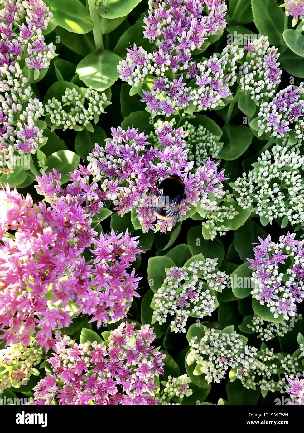Bumble Bee sui fiori Foto Stock