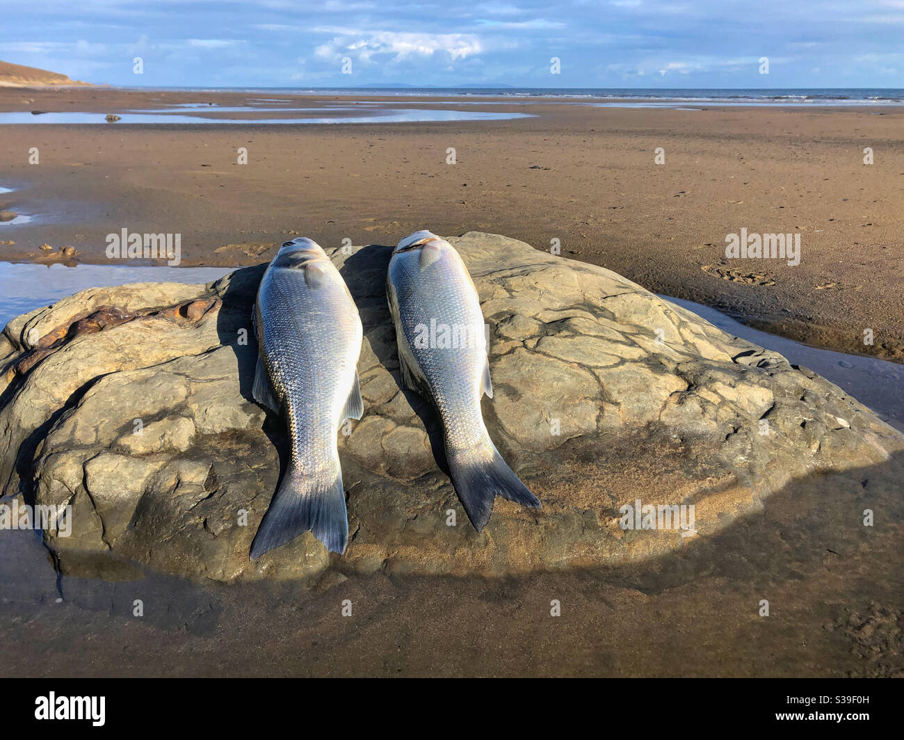 Due bassi appena catturati sdraiati su una roccia su una spiaggia gallese, settembre. Foto Stock