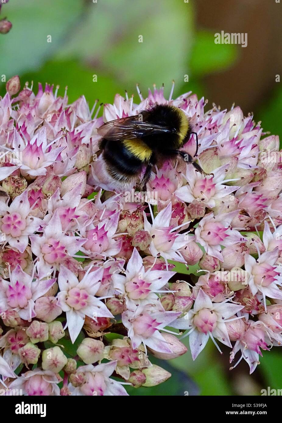 Bumblebee su fiori di sedone rosa a fine estate Foto Stock