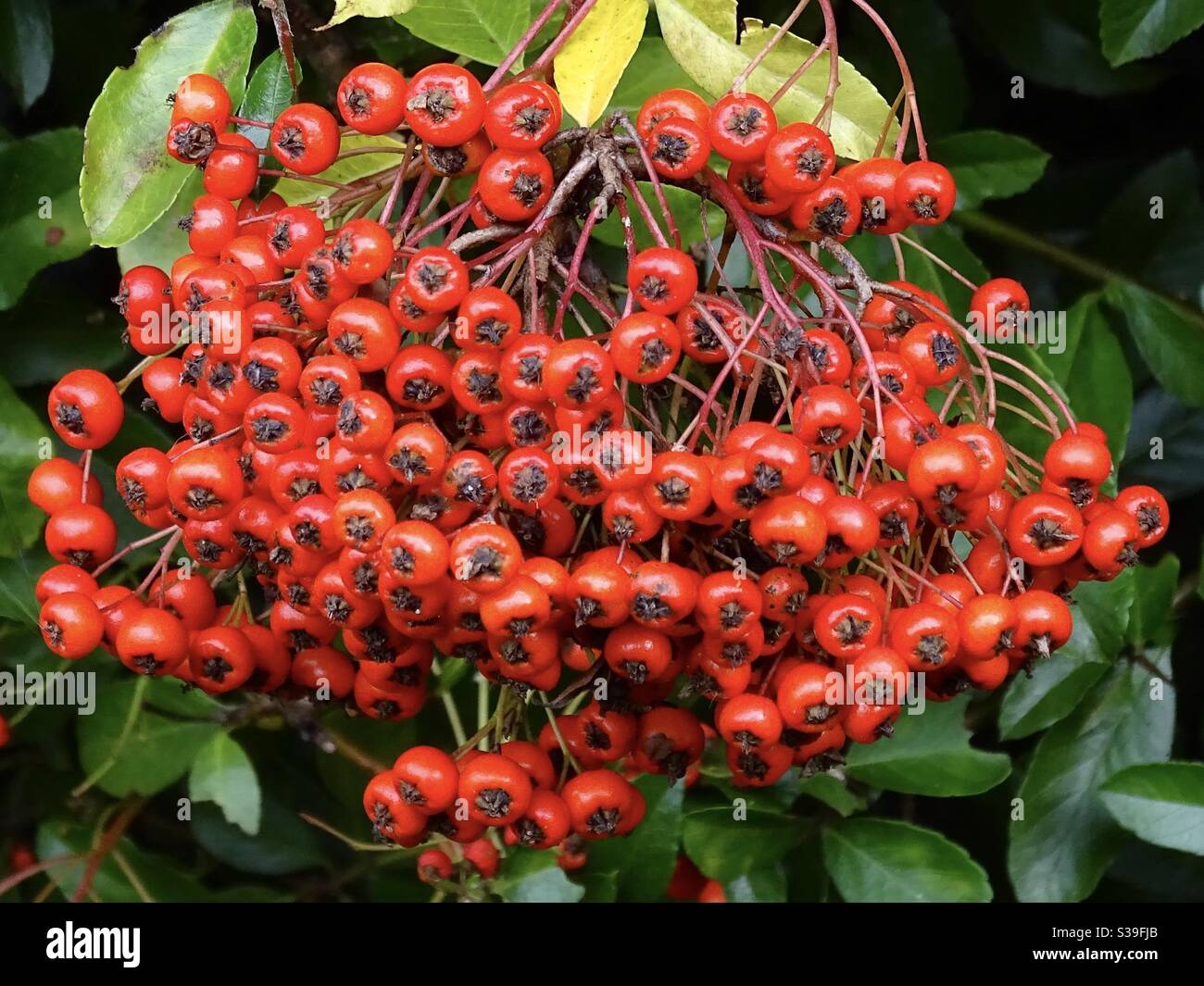 Bacche rosso brillante su un cespuglio di pyracantha all'inizio dell'autunno Foto Stock