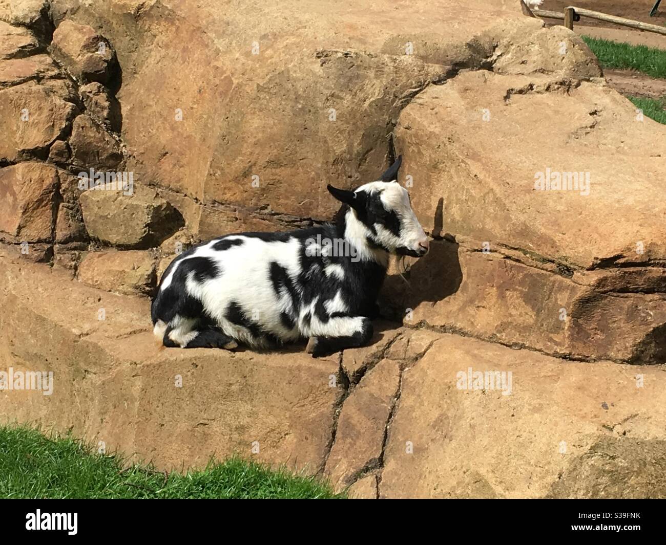 Capra bianca e nera che siede sulle rocce - Immagine stock catturata con smartphone