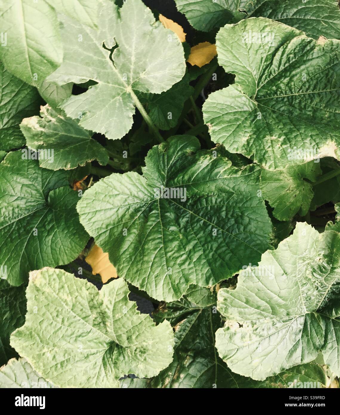 Zucchine/Courgette con fiori Foto Stock