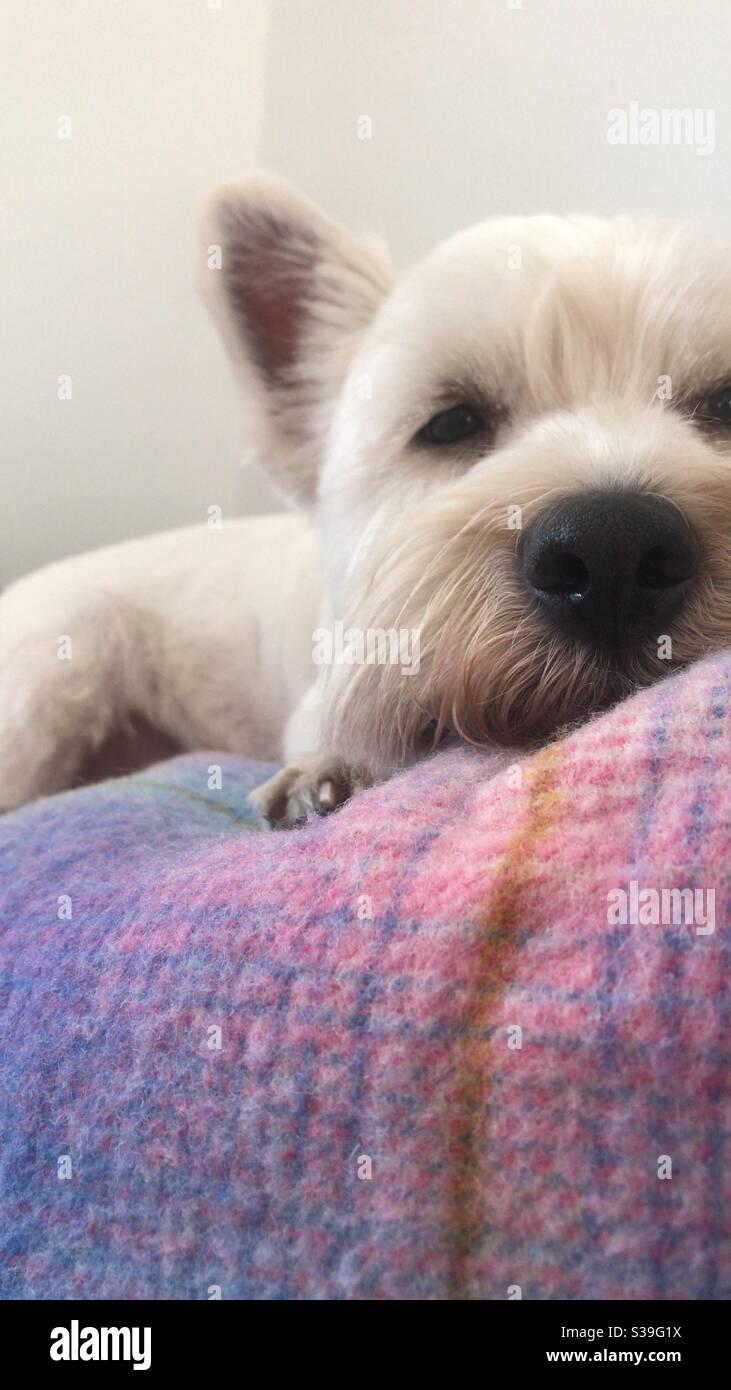 West Highland terrier Foto Stock