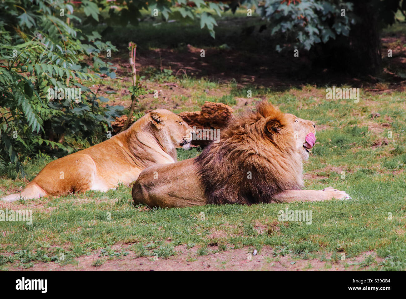 Coppia di leoni che si zampillano in una savana in zambia. Il maschio del leone leccò la sua bocca con la sua grande lingua rossa Foto Stock