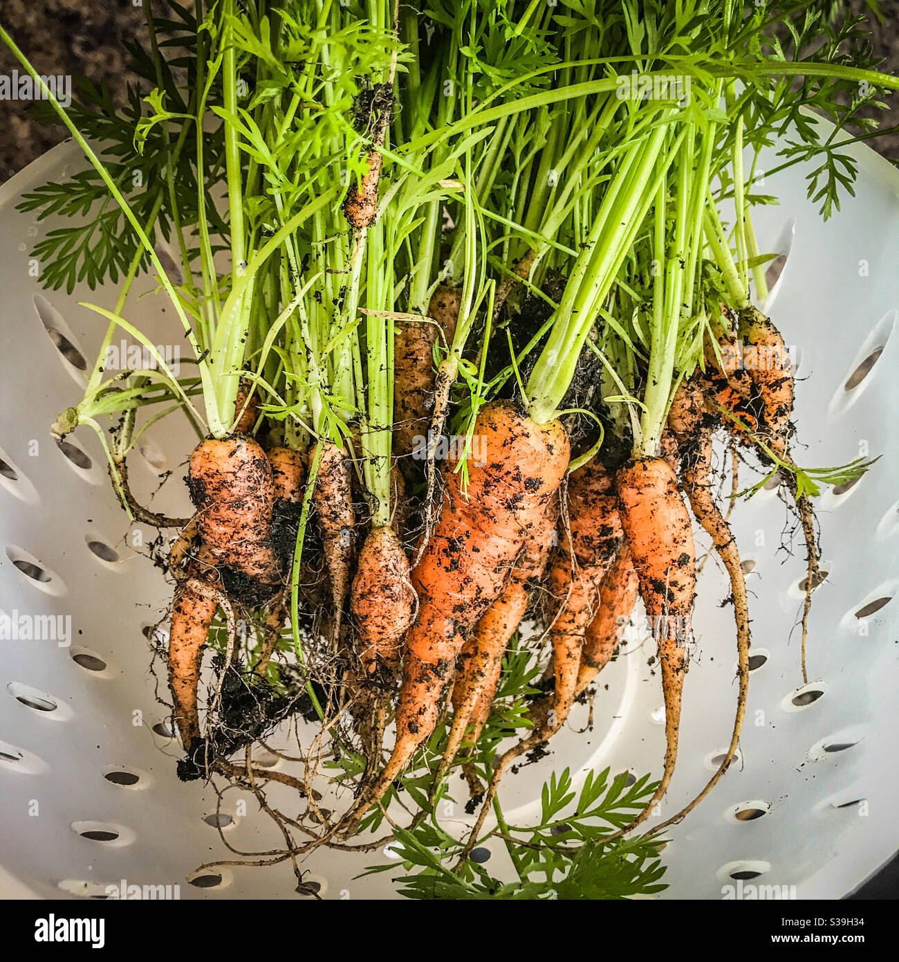 Carote sporche piccole che sono state piantate troppo vicino a ciascuno altro Foto Stock