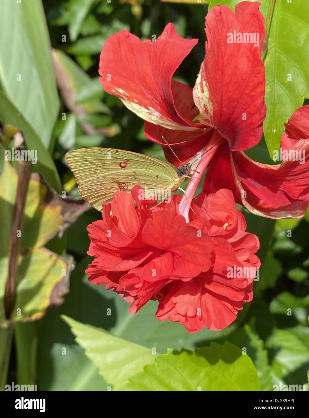 Farfalla di zolfo giallo senza intorbidimento su fiore di ibisco rosso Foto Stock