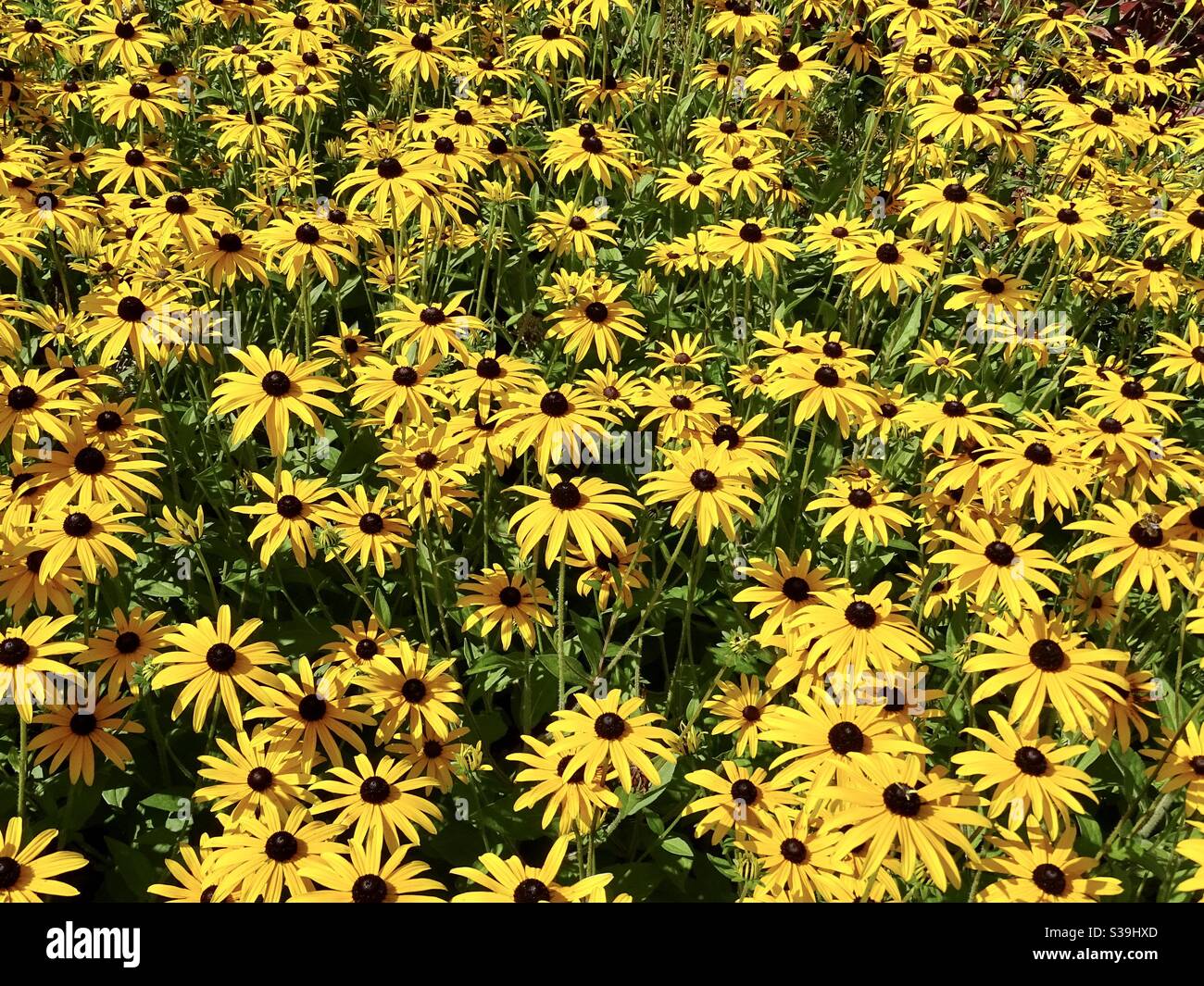 Bella mostra di fiori gialli rudbeckia in un giardino inglese Foto Stock