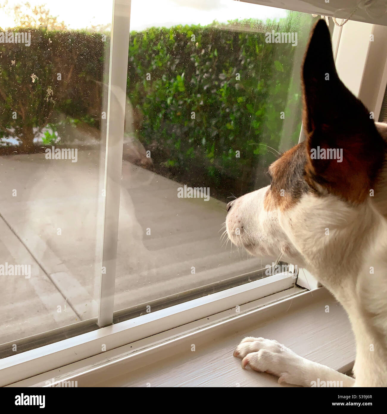 Cane che guarda fuori finestra, che desidera essere fuori. Foto Stock