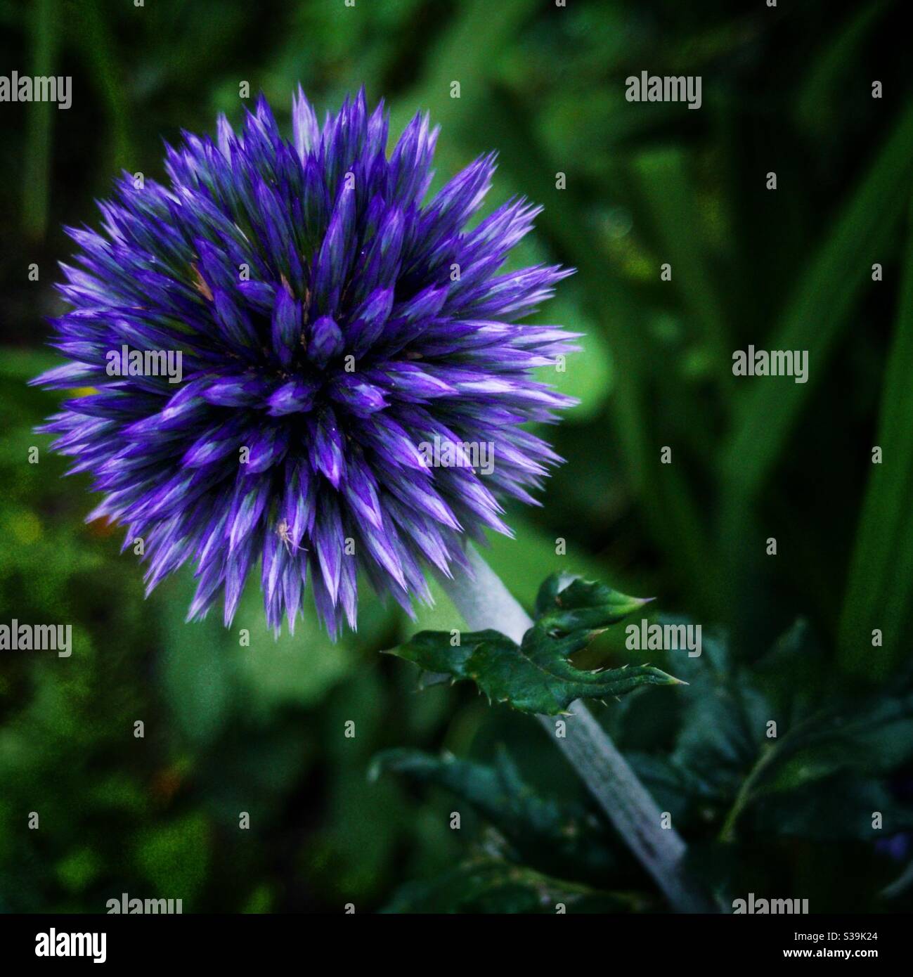Echinops bannaticus o thistle globo. Foto Stock