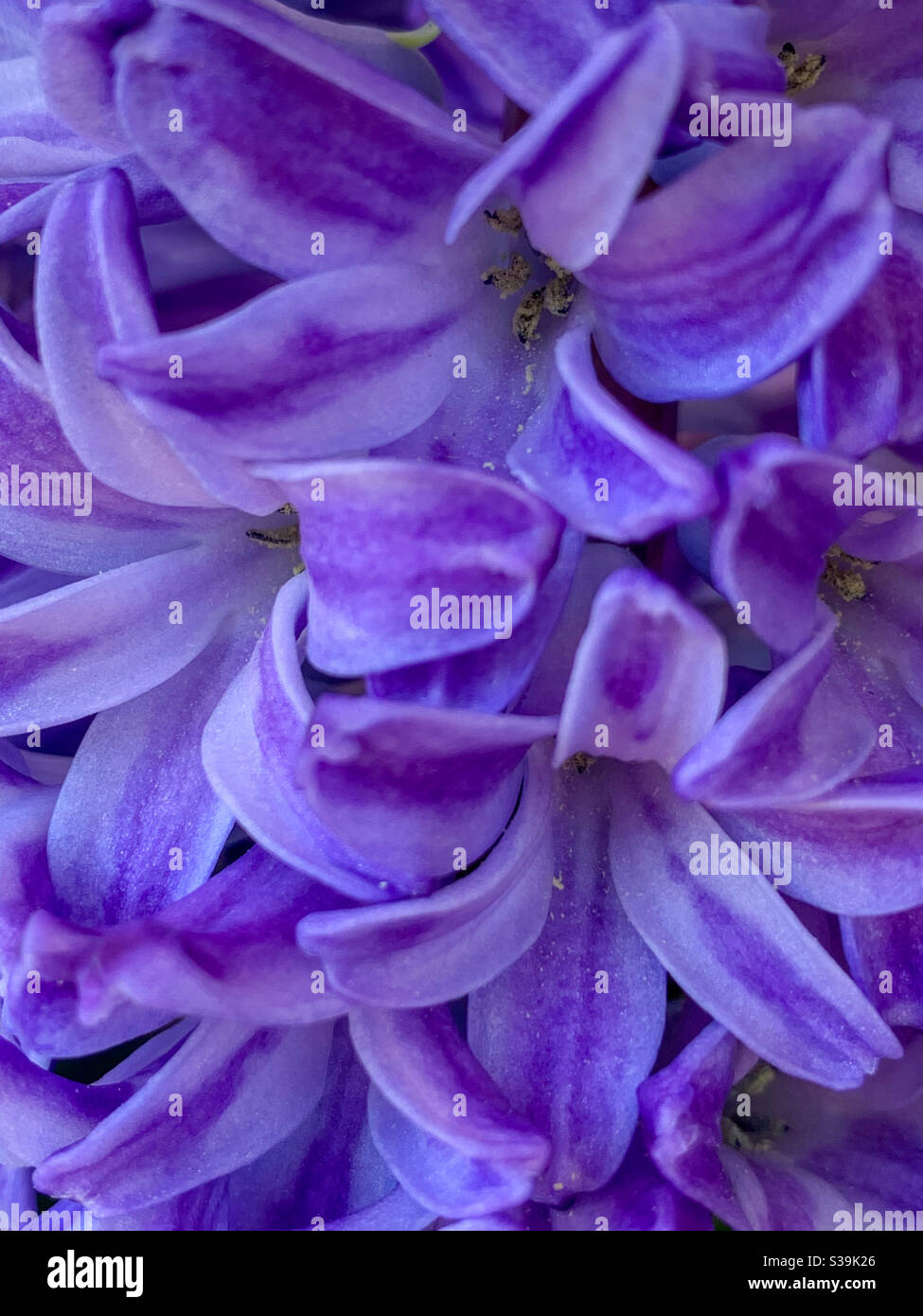 Primo piano di fiori di giacinto di colore viola, cornice piena di fiori Foto Stock