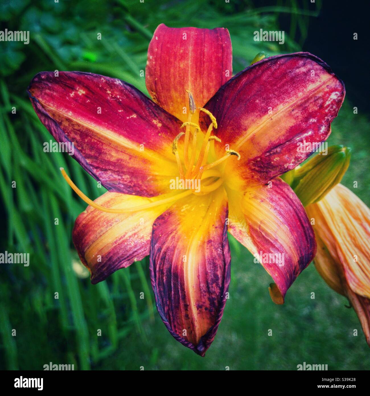 Giglio rosso e giallo. Foto Stock