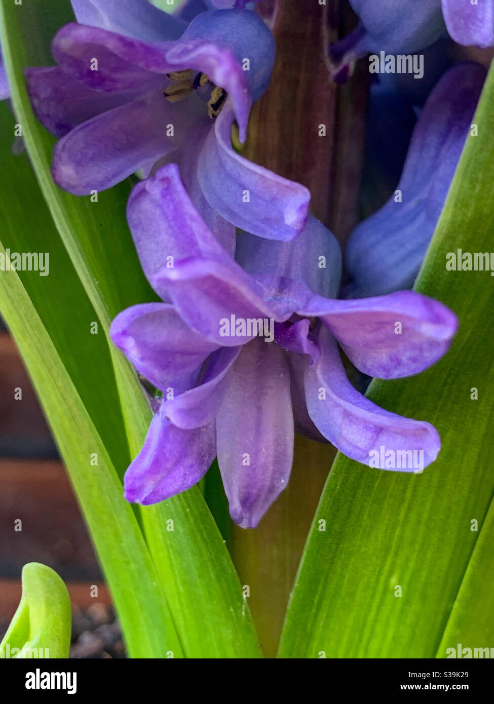 Fiore closeup, viola fiori di Iacinto tra le lunghe foglie verdi della pianta - Immagine stock catturata con smartphone
