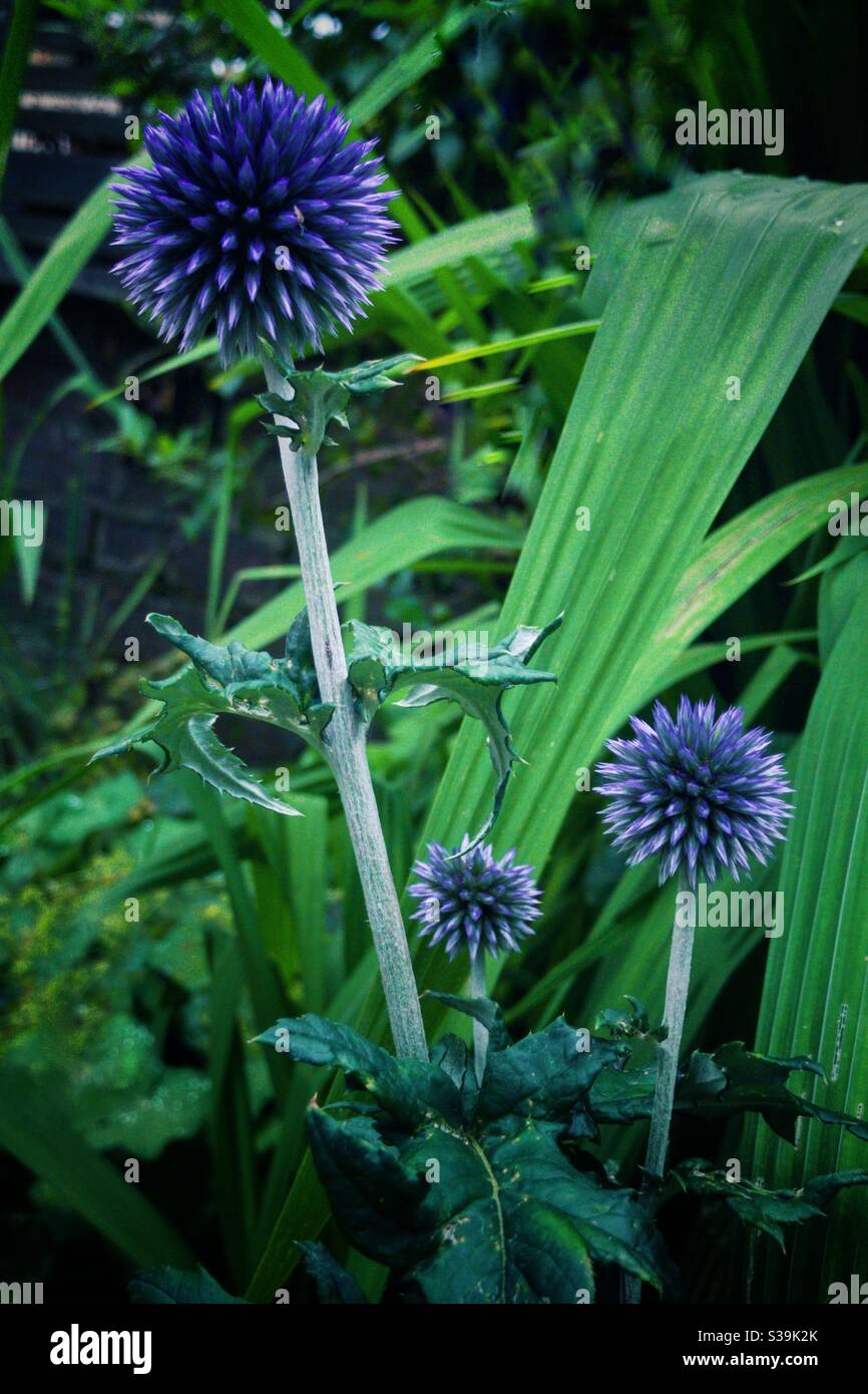 Echinops bannaticus o thistle globo - Immagine stock catturata con smartphone