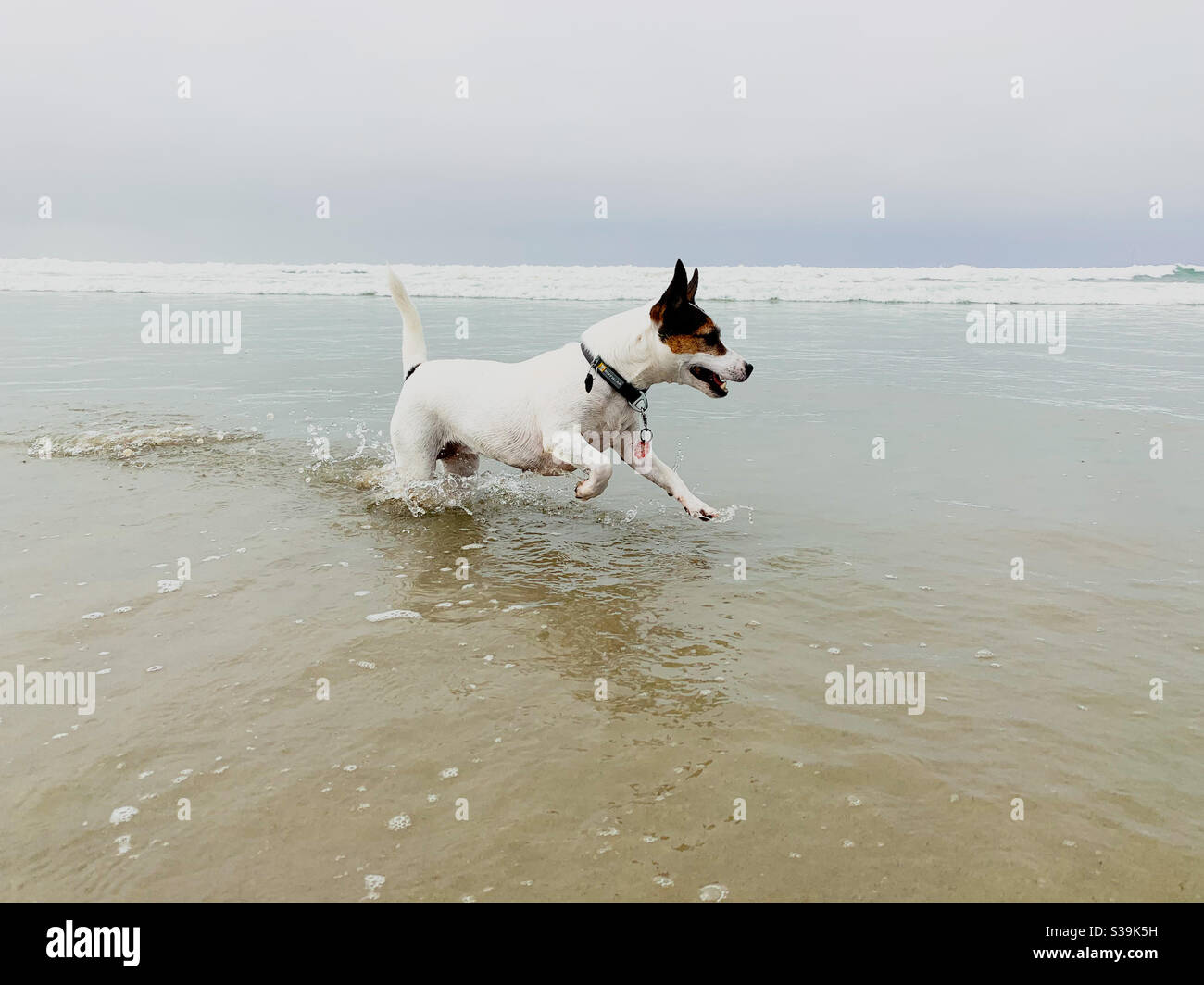 Jack Russell Terrier cane che corre attraverso l'acqua mentre si gioca su una spiaggia. - Immagine stock catturata con smartphone
