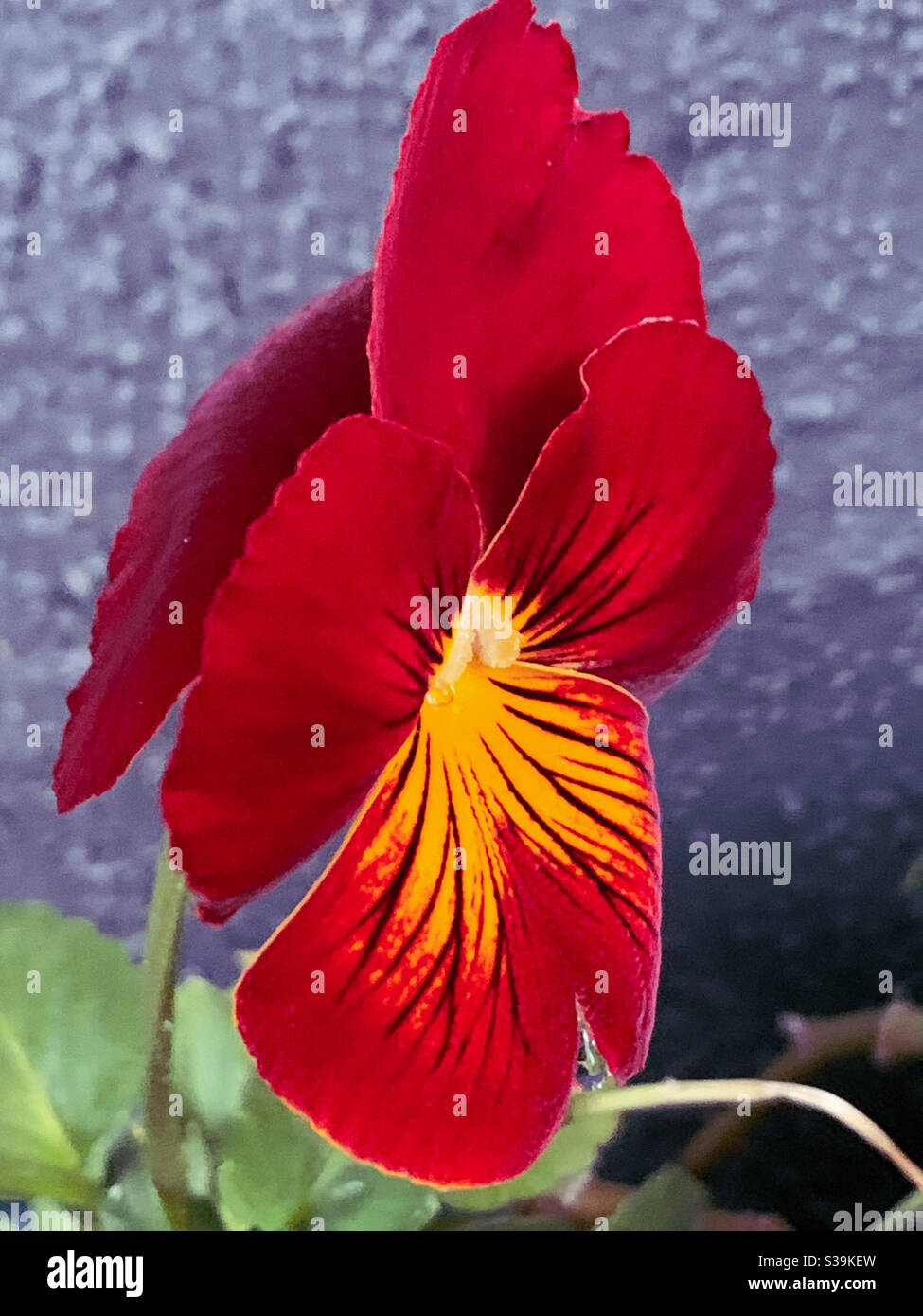 Pansy rosso con centro giallo Foto Stock