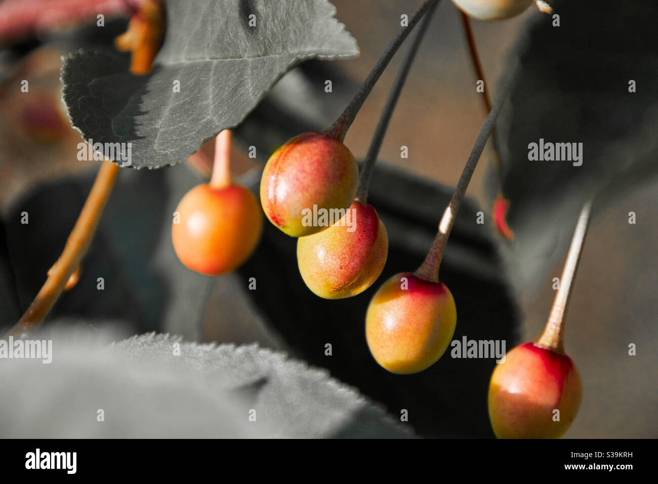 cinque ciliegie rosse arancioni ancora immature tra foglie verdi succose in  primo piano Foto stock - Alamy