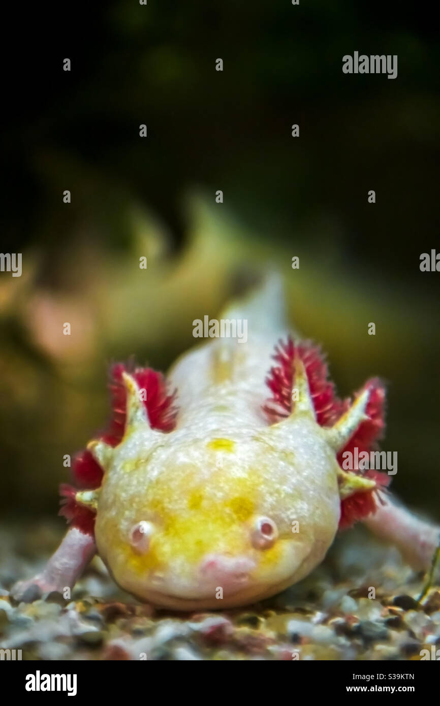 axolotl oro albinotico senza pigmenti colorati ma con esterno rosa branchie Foto Stock