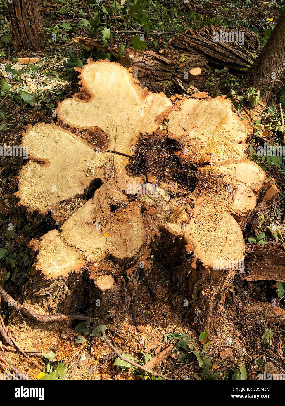 Sezione trasversale di ceppo di albero dopo aver tagliato l'equipaggio albero giù - Immagine stock catturata con smartphone