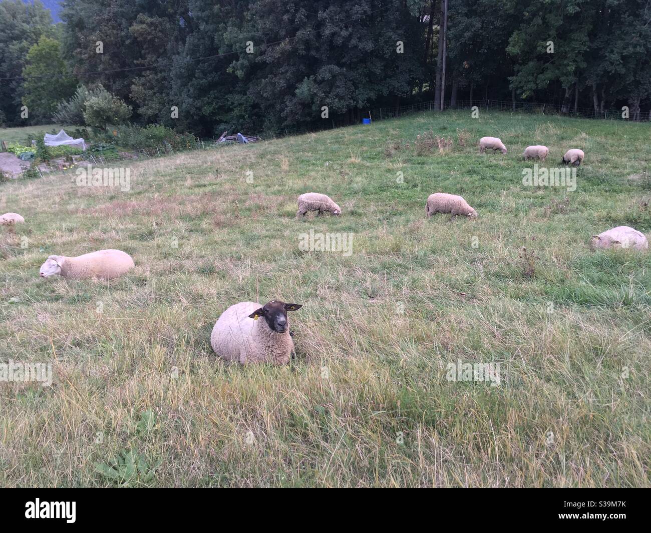 Moutons de montagne Savoia Foto Stock