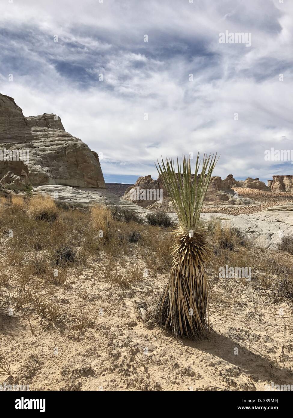 Deserto scena, Arizona - Immagine stock catturata con smartphone