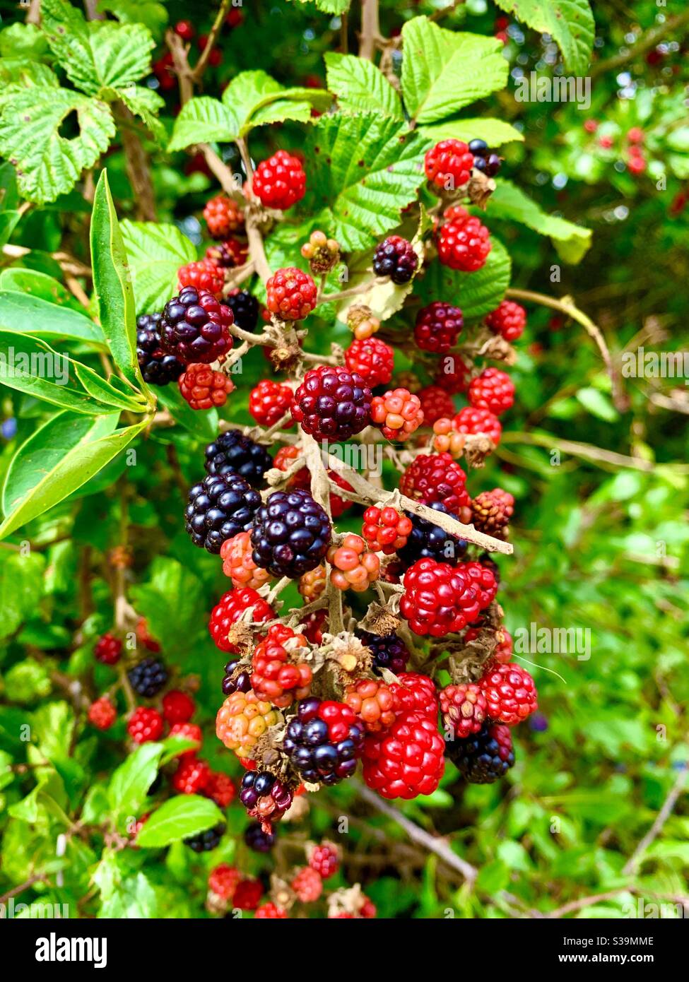 Bacche nere selvatiche che crescono lungo un sentiero. Foto Stock