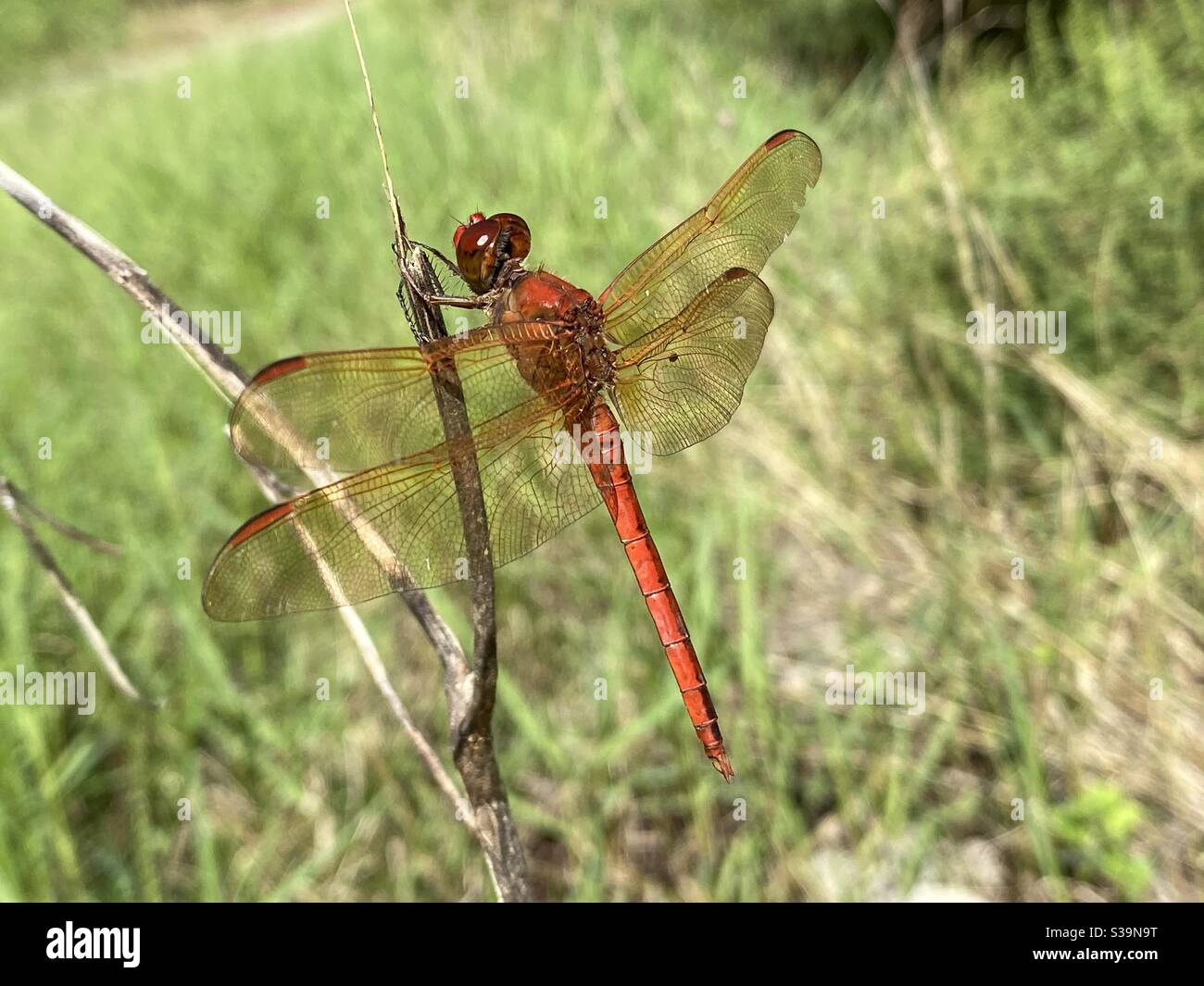 Dragonfly rosso darter appollaiato su un bastone nella foresta - Immagine stock catturata con smartphone
