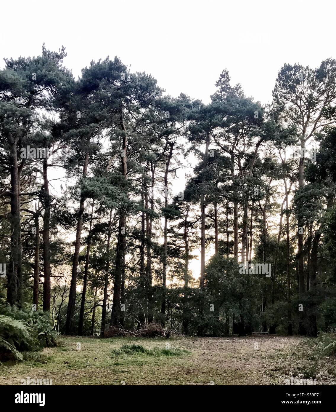 Pini- creste di Finchampstead - Immagine stock catturata con smartphone