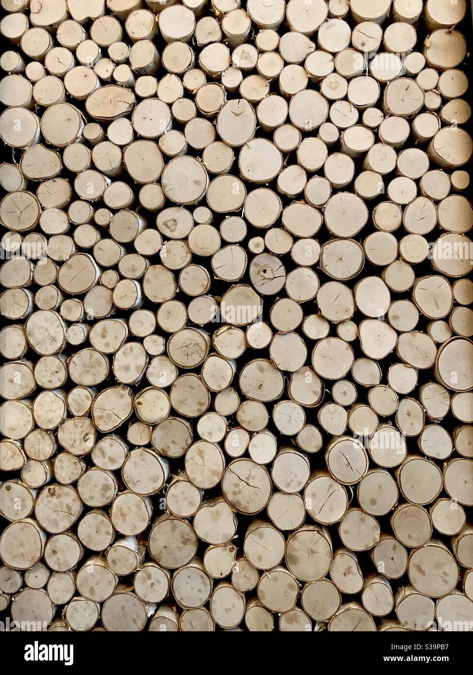 Un muro di tronchi di betulla tagliato. - Immagine stock catturata con smartphone