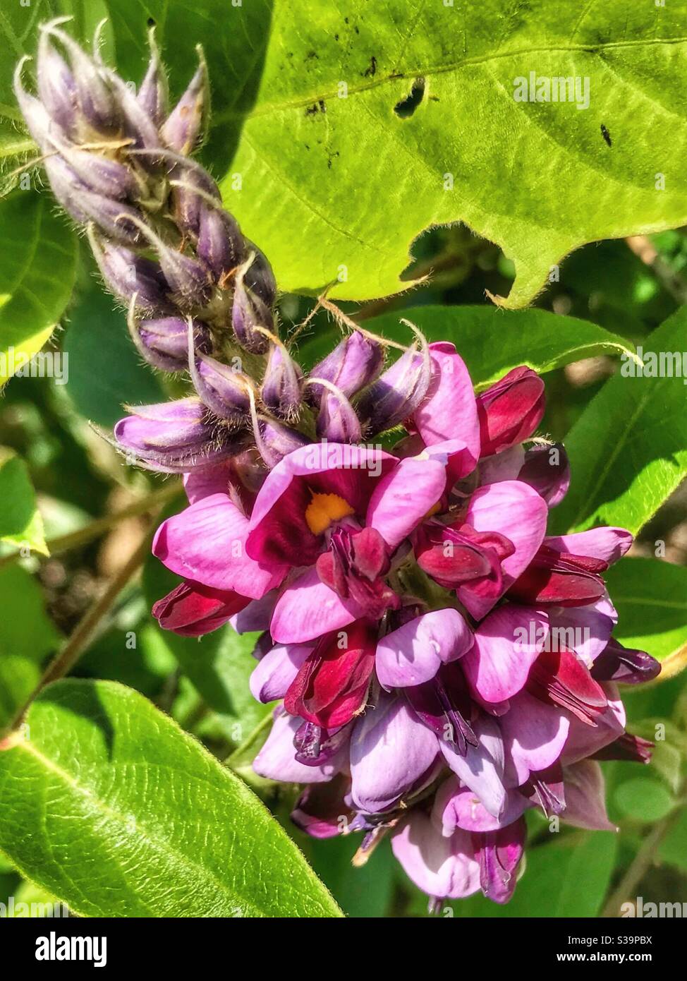 Settembre Kudzu fiorisce in Carolina del Nord Foto Stock