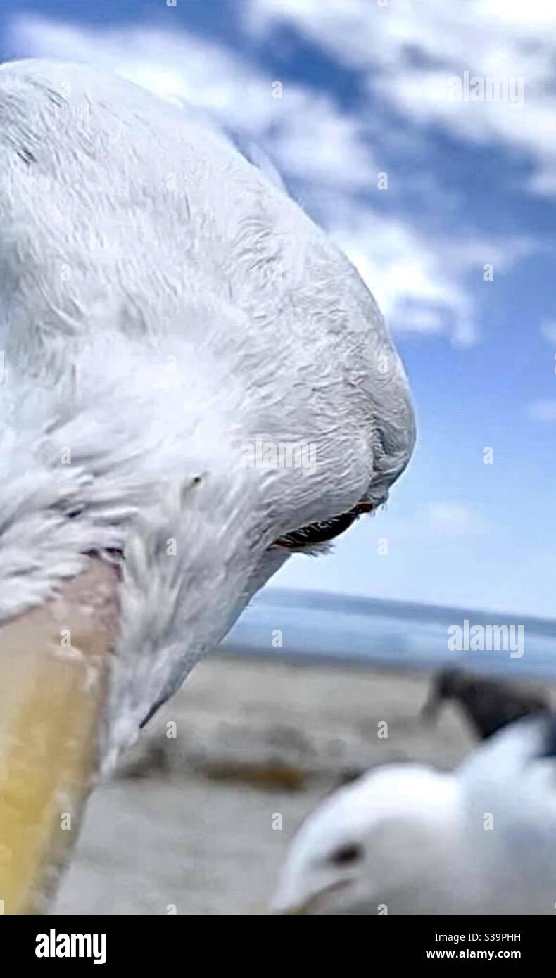 Bomba fotografica Seagull Foto Stock