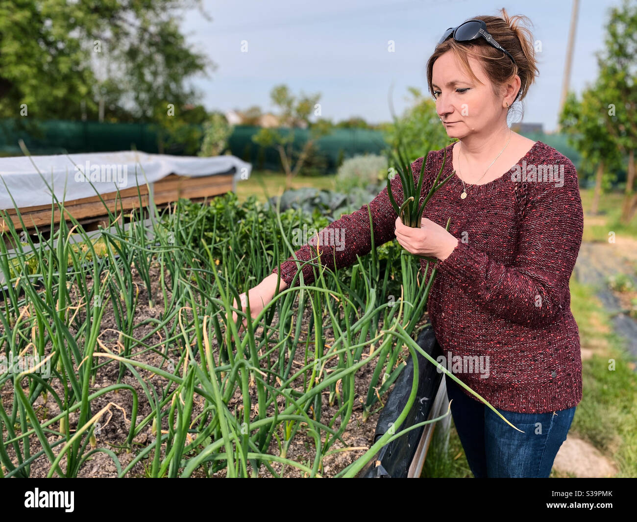 Donna che raccoglie le verdure, lavorando in un giardino domestico nel cortile. Persone since, momenti reali, situazioni autentiche - Immagine stock catturata con smartphone