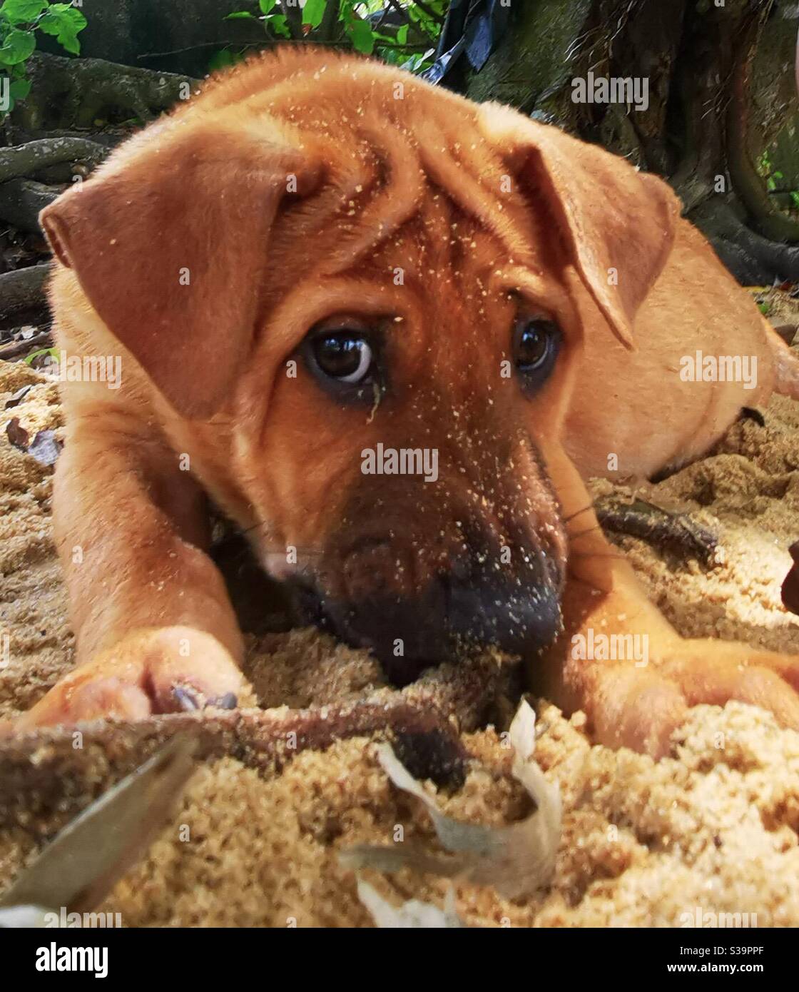 Un grazioso cucciolo. - Immagine stock catturata con smartphone