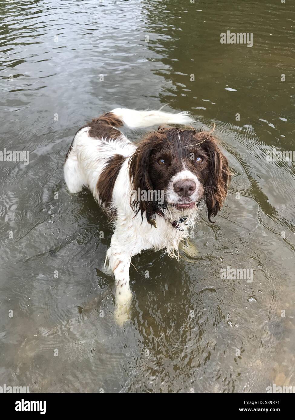 Springer Spaniel in acqua Foto Stock