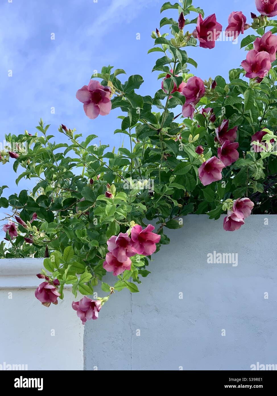 Fiori Foto Stock