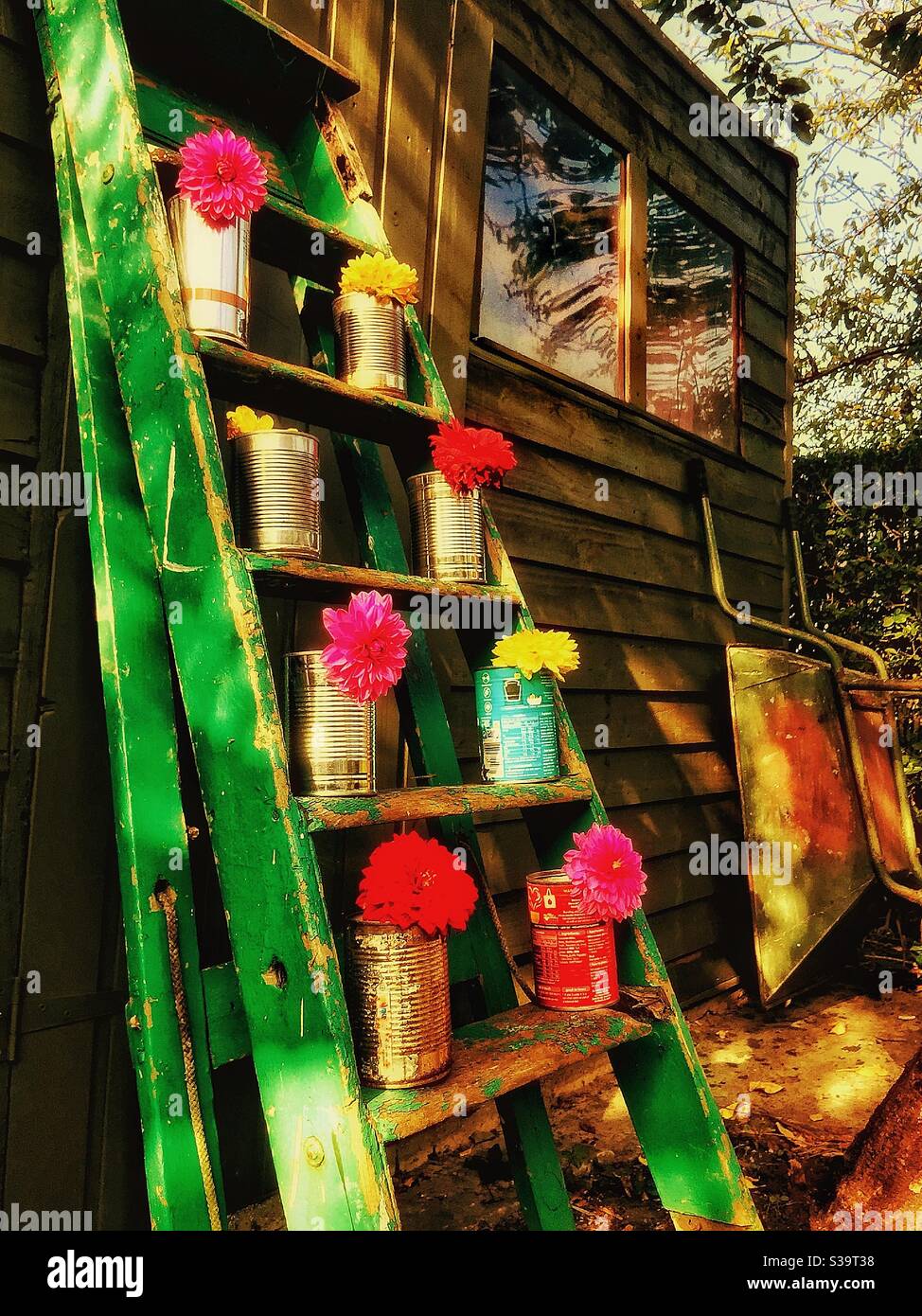 Fiori colorati su una vecchia scala di legno. Foto Stock