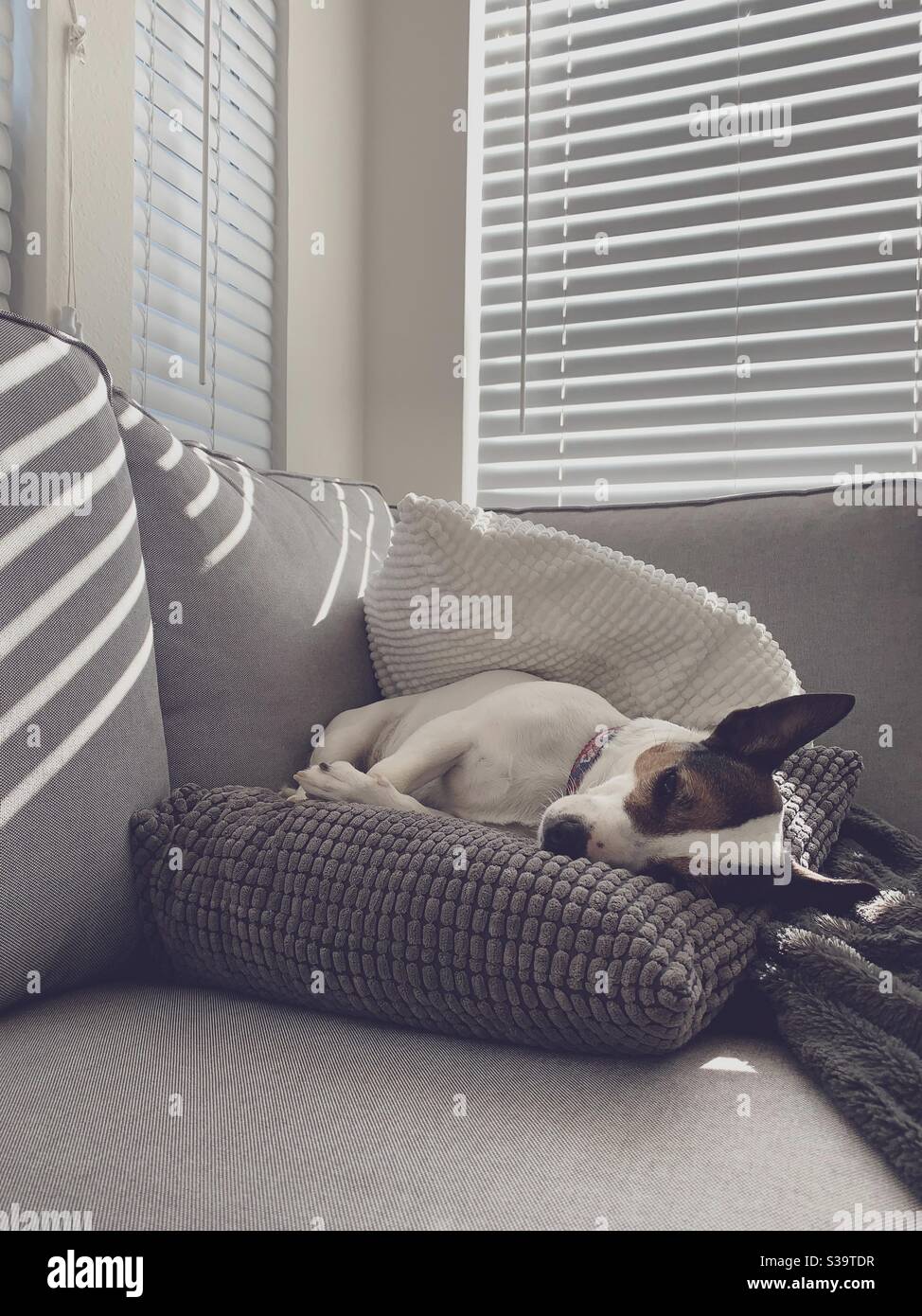 Il cane dormiva sul divano sopra i cuscini. Foto Stock