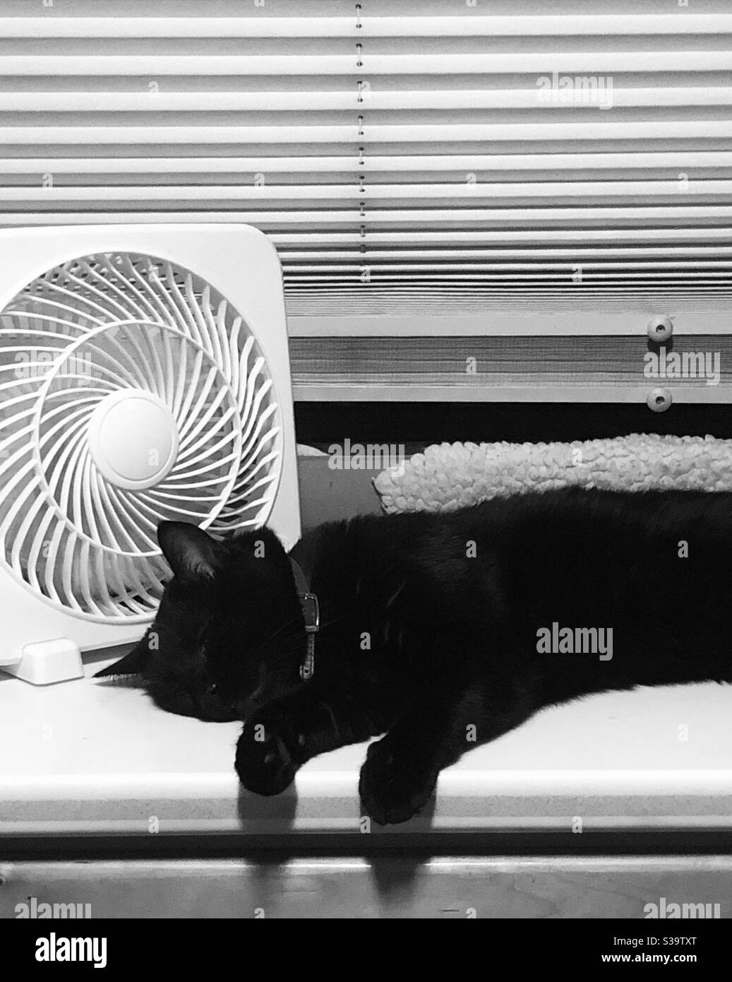 Nero/bianco, gatto Bombay, nero, napping, raffreddamento off, accanto alla ventola, temps caldo, spazio copia, Yuma AZ estate Foto Stock