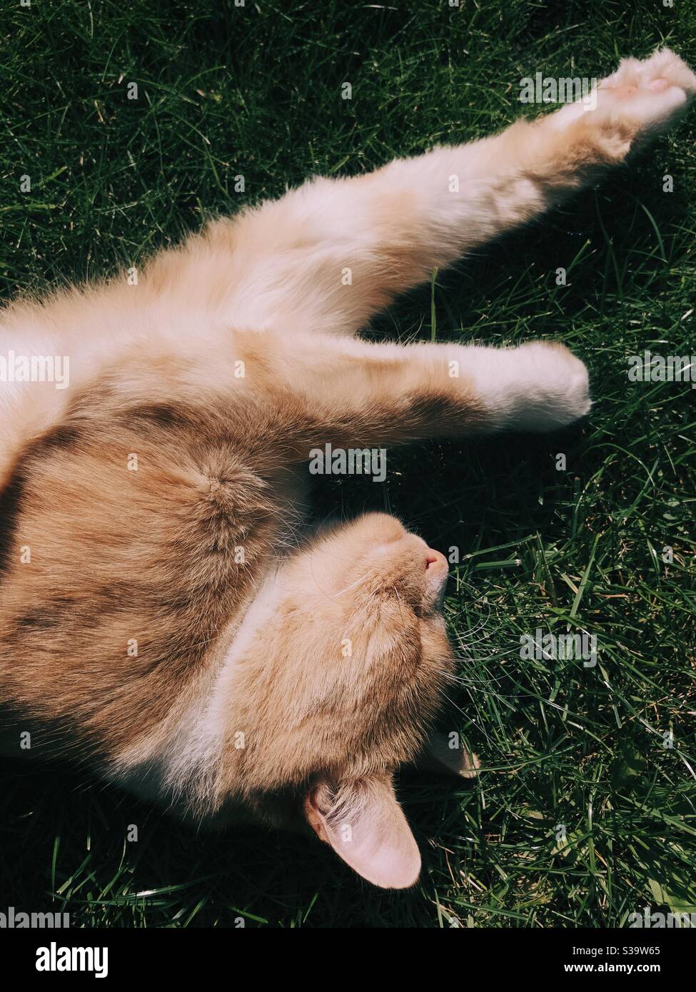 Gatto zenzero che si lazing al sole Foto Stock