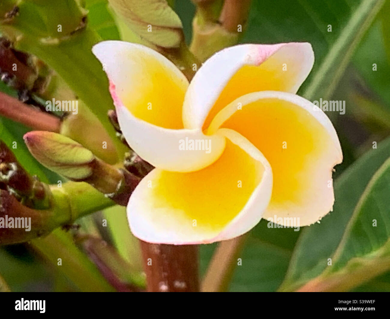 Splendido profumo cremoso giallo e bianco Frangipani fiore assomiglia una ruota dentata Foto Stock