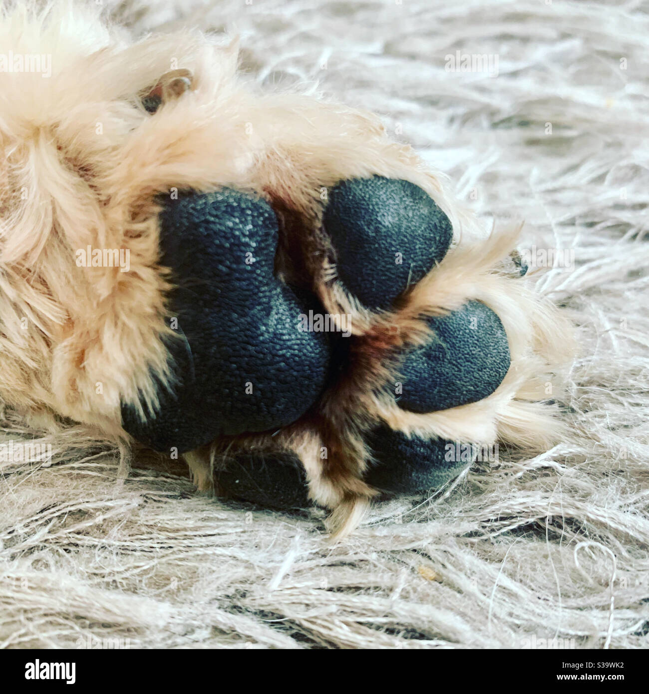 Puppy Paws sono i migliori! Foto Stock