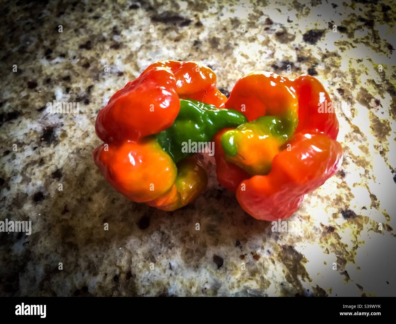 I peperoni Trinidad Scorpion, tra i più caldi del mondo, su un bancone di granito - Immagine stock catturata con smartphone