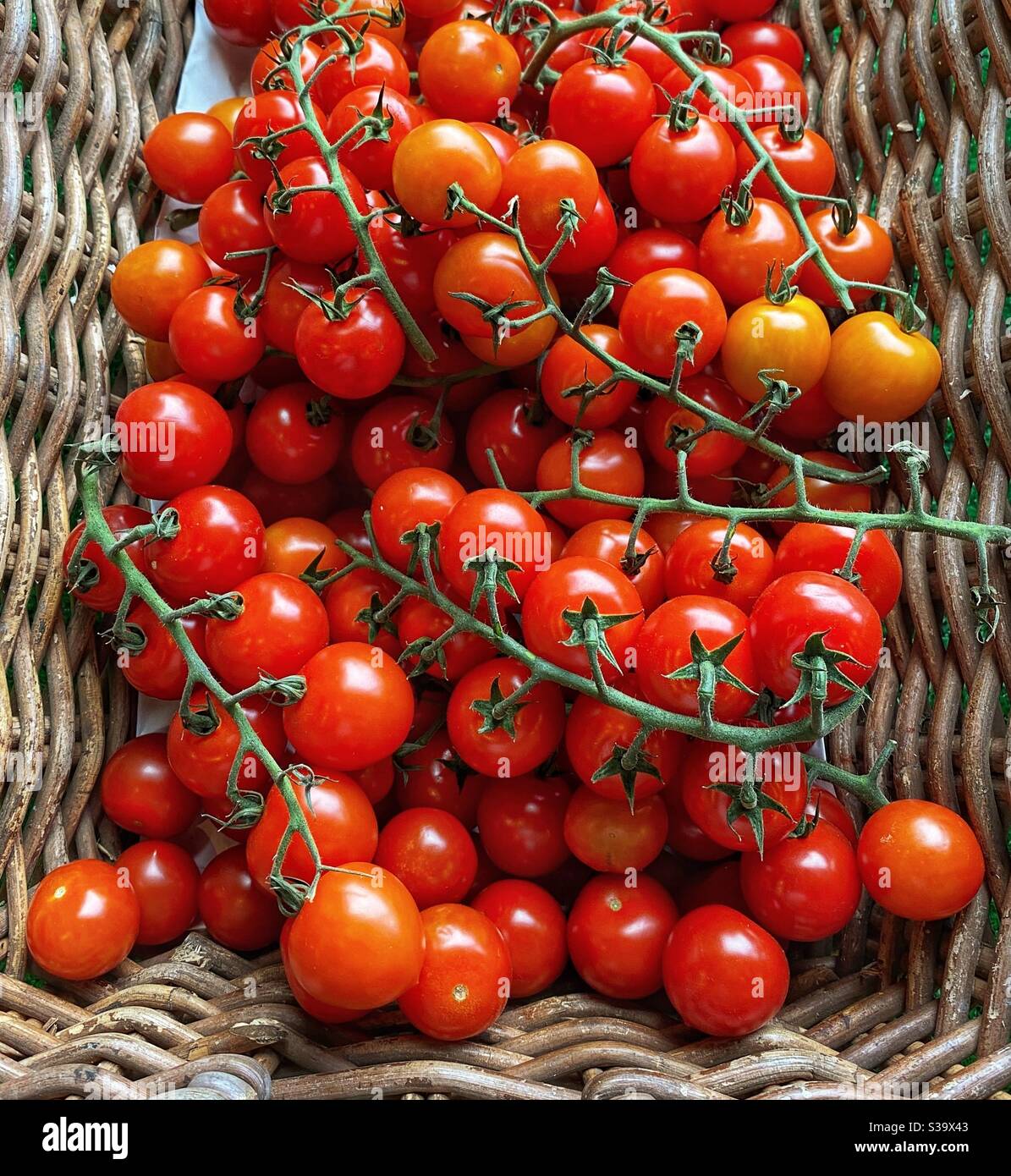 Pomodori ciliegini freschi sulla vite in un cesto di vimini Foto Stock