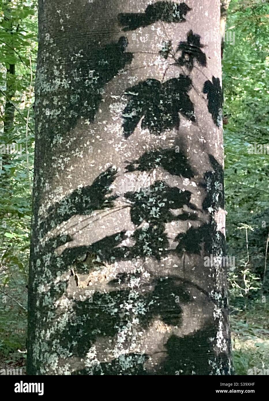 Acero foglie ombre su un tronco di albero oggi in legno di granchio. Foto Stock