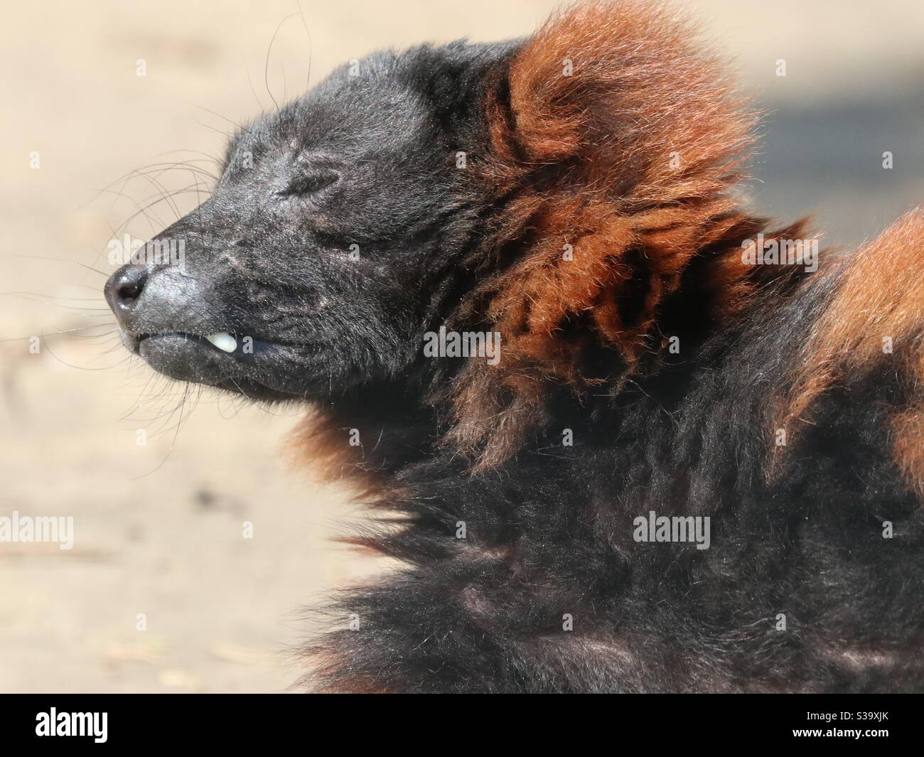 Rosso lemure Ruffed Foto Stock