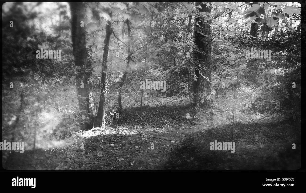 Immagine in bianco e nero di misteriosi alberi boschivi in drammatico stile cinematografico Foto Stock