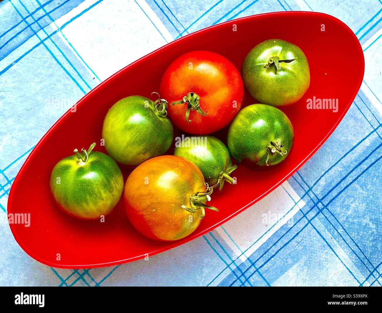 Pomodori di maturazione - Immagine stock catturata con smartphone