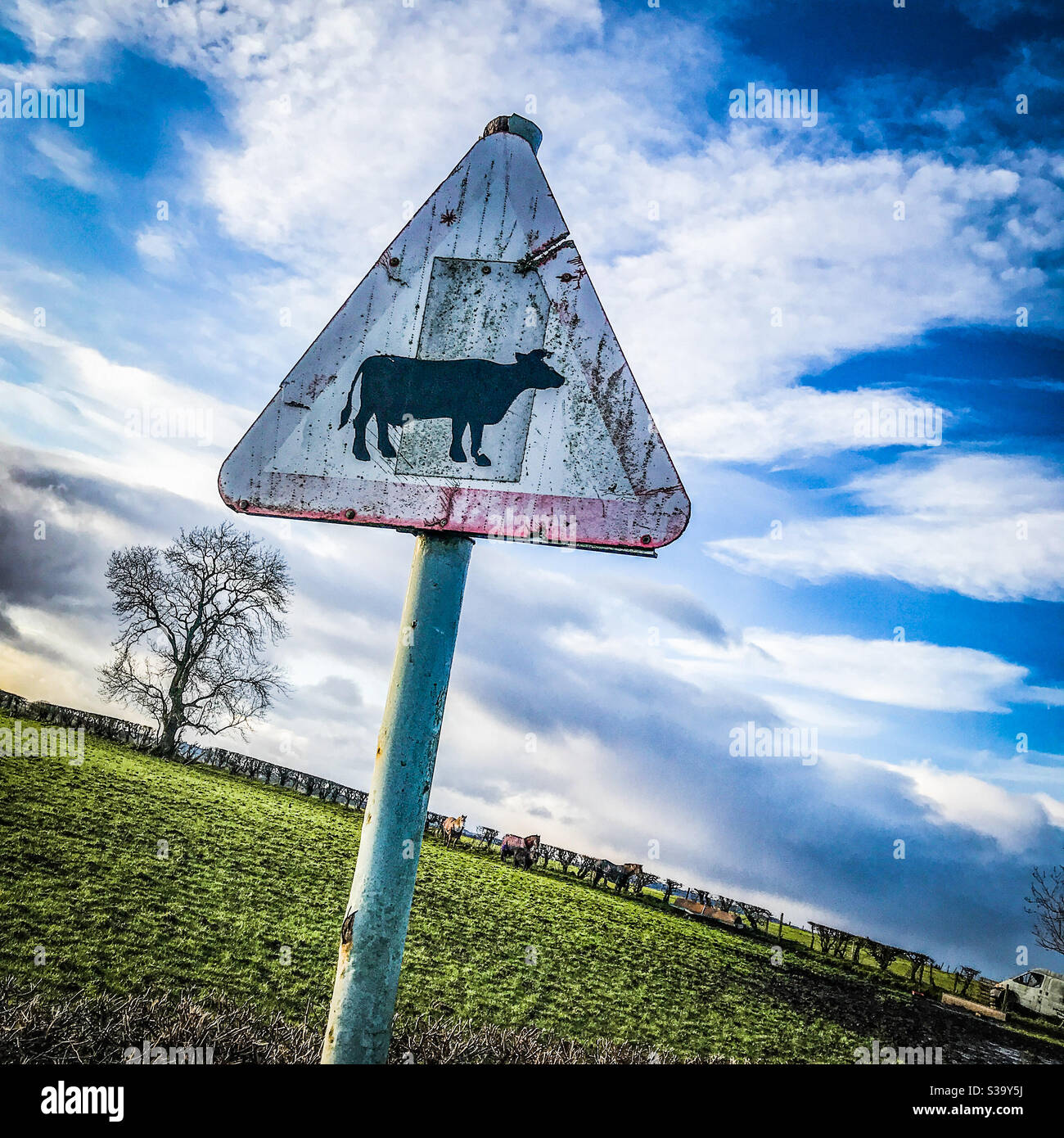 Cartello di avvertimento - attenzione per il bestiame Foto Stock