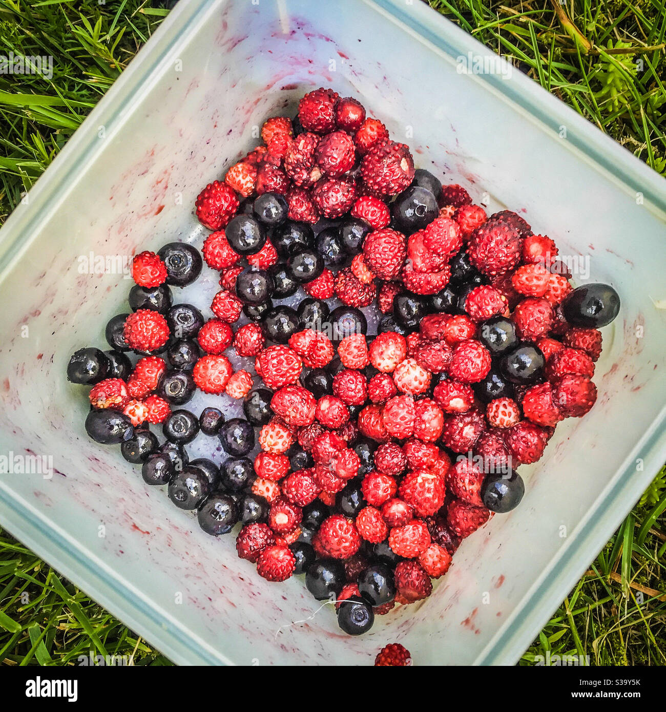 Fragole e mirtilli selvatici in una ciotola quadrata - Immagine stock catturata con smartphone