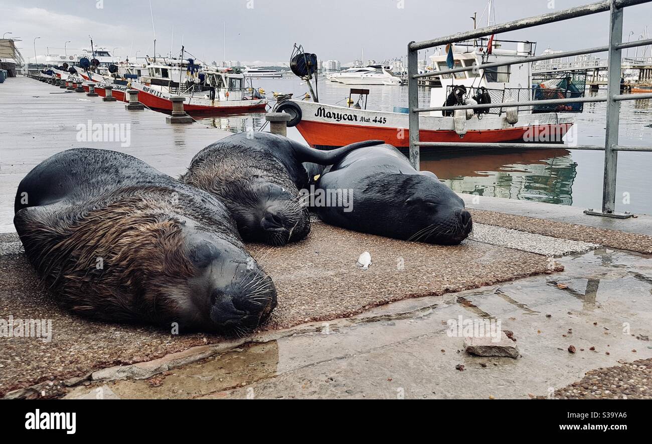 Leoni marini che dormono al porto di Punta del Este, Uruguay Foto Stock