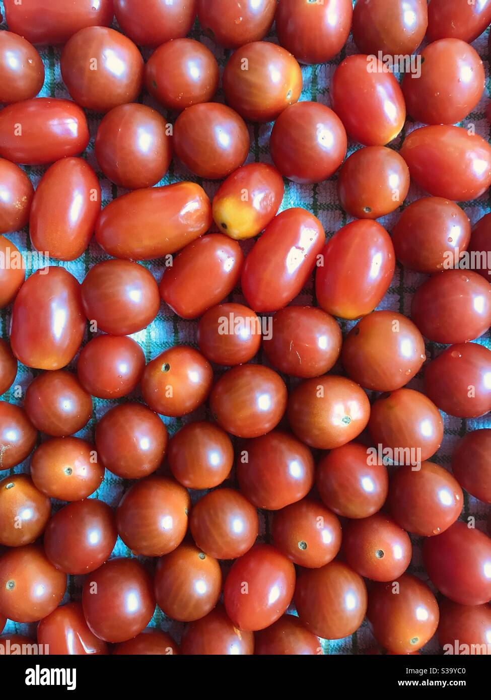 pomodori deposti - Immagine stock catturata con smartphone